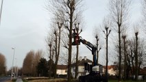 Abattage des arbres place Fontaine à Berck