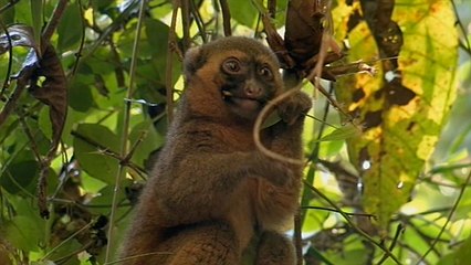 Les espèces animales du parc national de Ranomafana - Echappées Belles