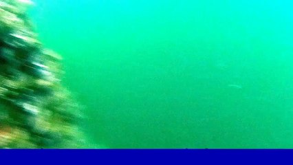 Denizin Altındaki Hayat