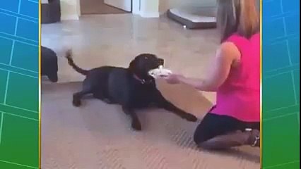 Những chú chó ngộ nghĩnh.