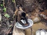 India - Naughty Monkeys