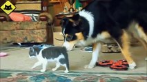 FUNNY VIDEOS: Funny Cats - Funny Dogs - Dogs Love Kittens - Funny Animals - Funny Cat Vide