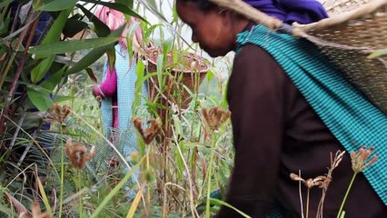 Insekten beleben Speiseplan im Nordosten Indiens