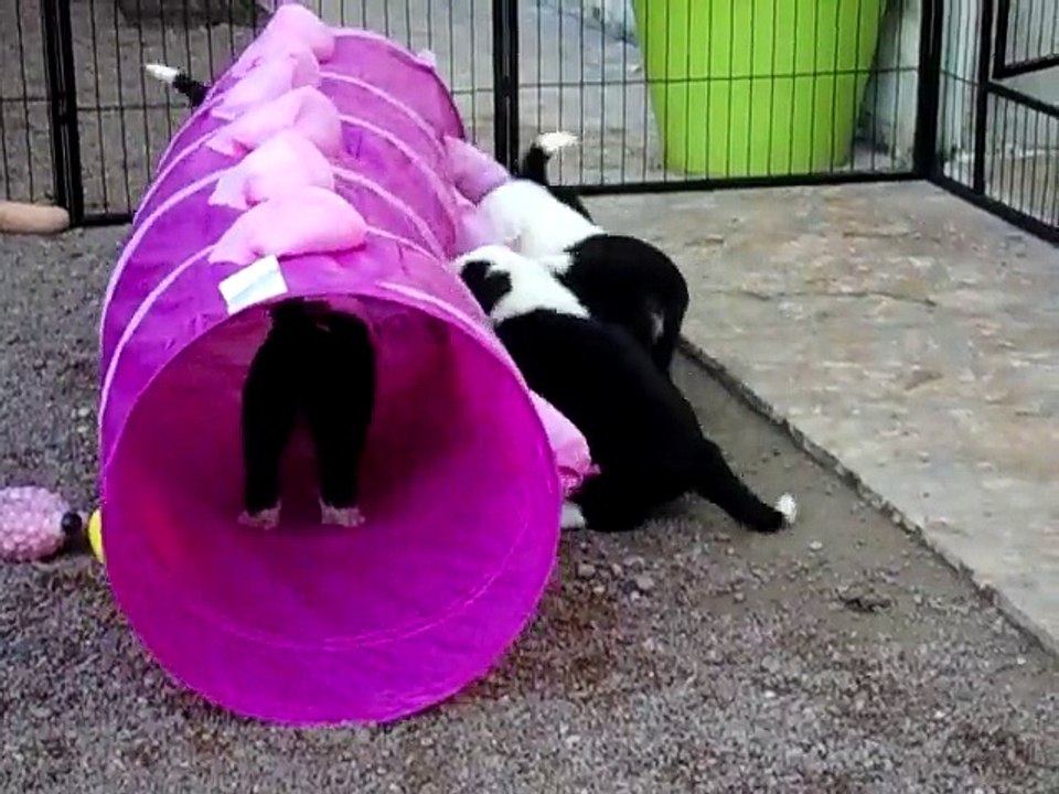 Les bébés jouent à la bagarre avec "Lilie" la chenille !