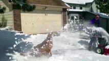 Very Funny Dogs Discovering Snow - dogs funny - dogs funny videos - dogs funny clips