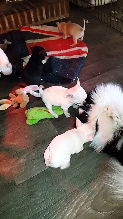 coucou les bebes 003