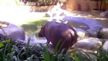 Hungry Hippo Puts On A Shit Show-Best Entertainment Videos & Clips II Funny & Entertainment Videos Collection