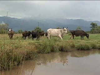 17 Diciembre 2015 Aguazul Casanare Mejoramiento Ganadero 2