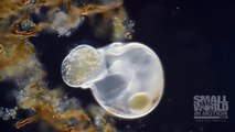 Le concours de vidéos microscopiques Nikon remporté par la mort d'un organisme unicellulaire !