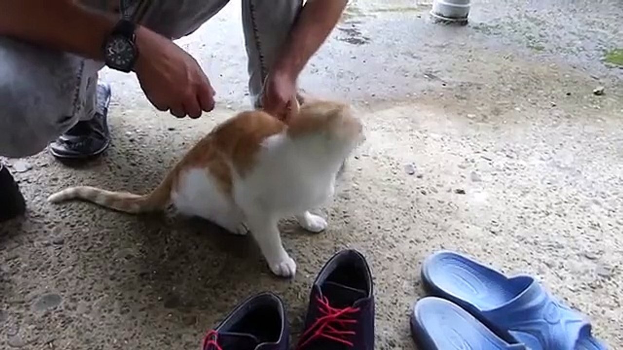 Oyuncu Kedi