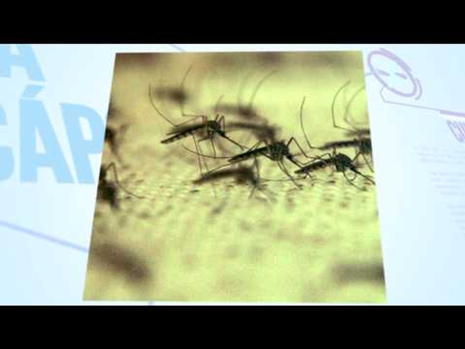 Cinco cosas que debe saber sobre el Chikungunya: el virus que amenaza zonas tropicales de América