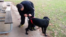 Cet homme a inventé une couche pour chien... Le sac à caca