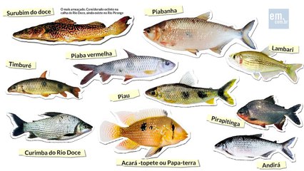 Animação mostra o estrago da lama em Mariana