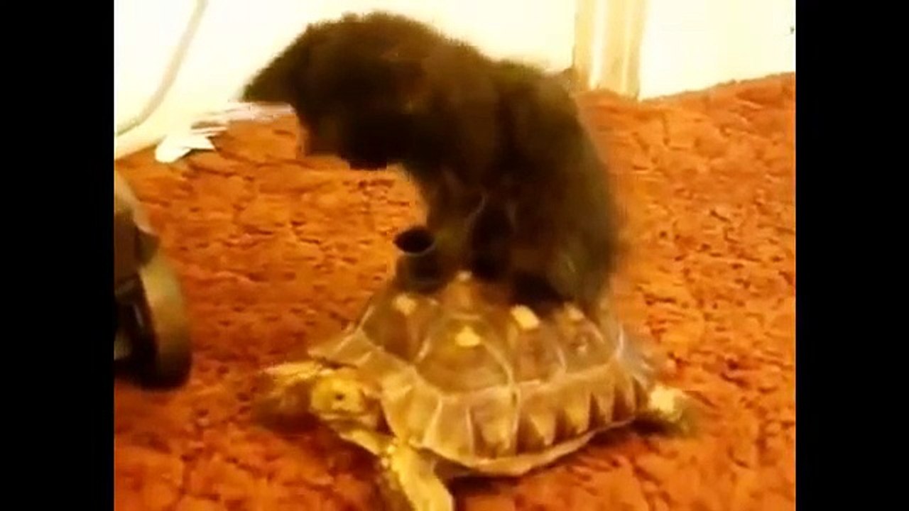 Funny Cats - Compilation