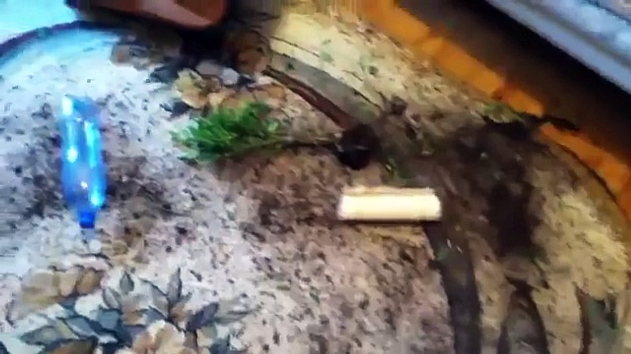 приколы с животными! Вот это хулиган!))