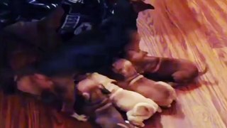 Funny - New Puppy Mom Is Overwhelmed With Responsibilties - funny videos jokes - funny videos clips