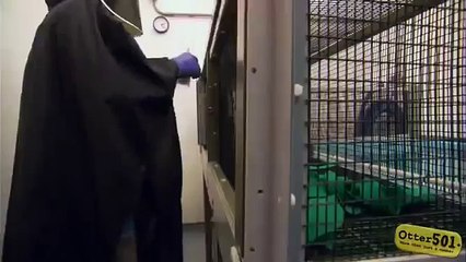 Приколы с животными! Прикольная малышка - выдра!)