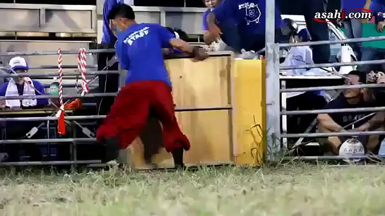 Приколы с животными! Прикольные хрюши!