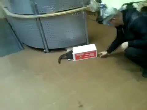 Приколы с котами! Кот попался! Прикол!))