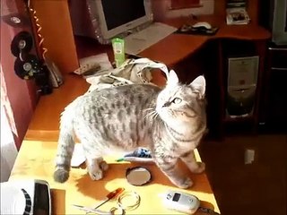 Приколы с котами! Прикольная кошка разговаривает с мухой)))