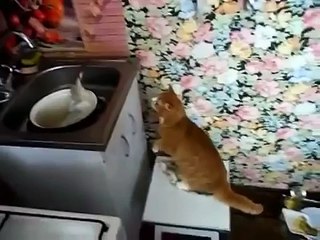 Приколы с котами! Храбрый котик!))