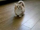 Приколы с котятами! Забавный малыш!)))