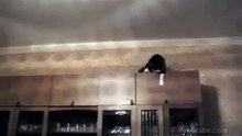 Приколы с кошками! ЗАбавная походка у кота)))