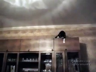 Приколы с кошками! ЗАбавная походка у кота)))