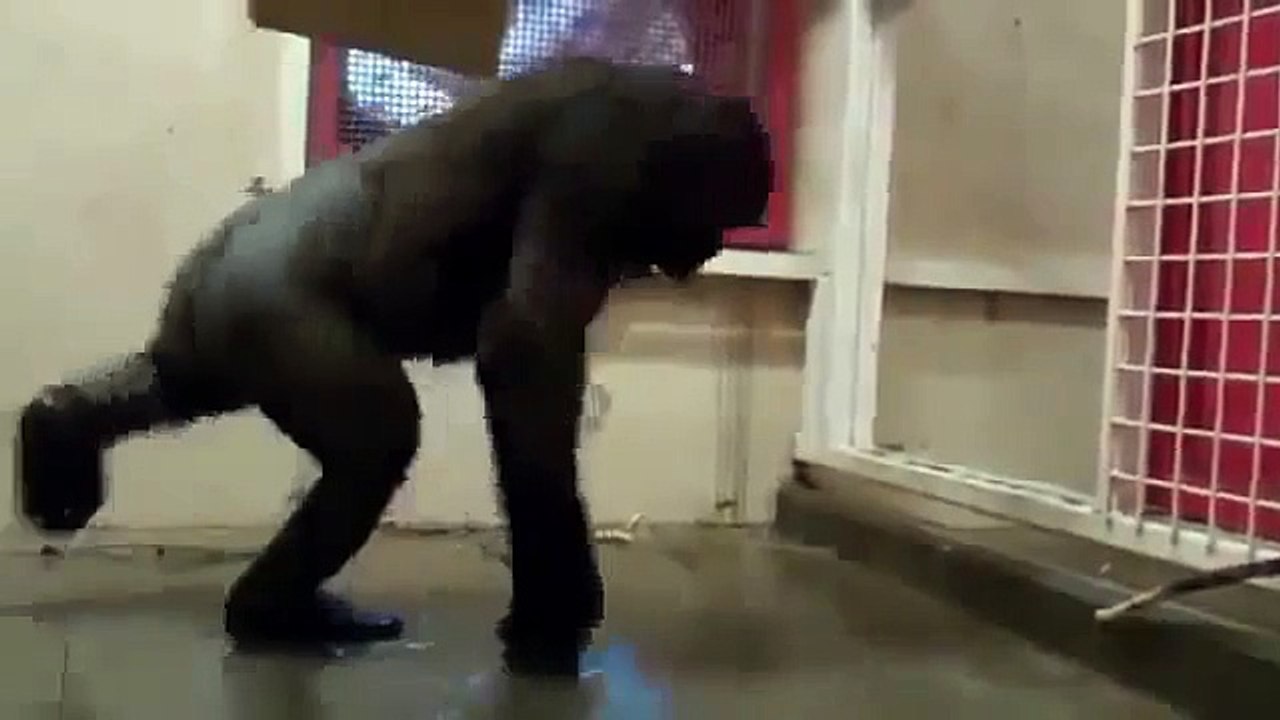 Приколы с обезьянами! Танцующая горилла!))