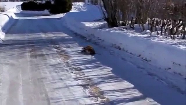 Приколы с собаками! Забавный лентяй!))