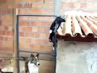 Приколы с собачками: умный песик и забавные животные