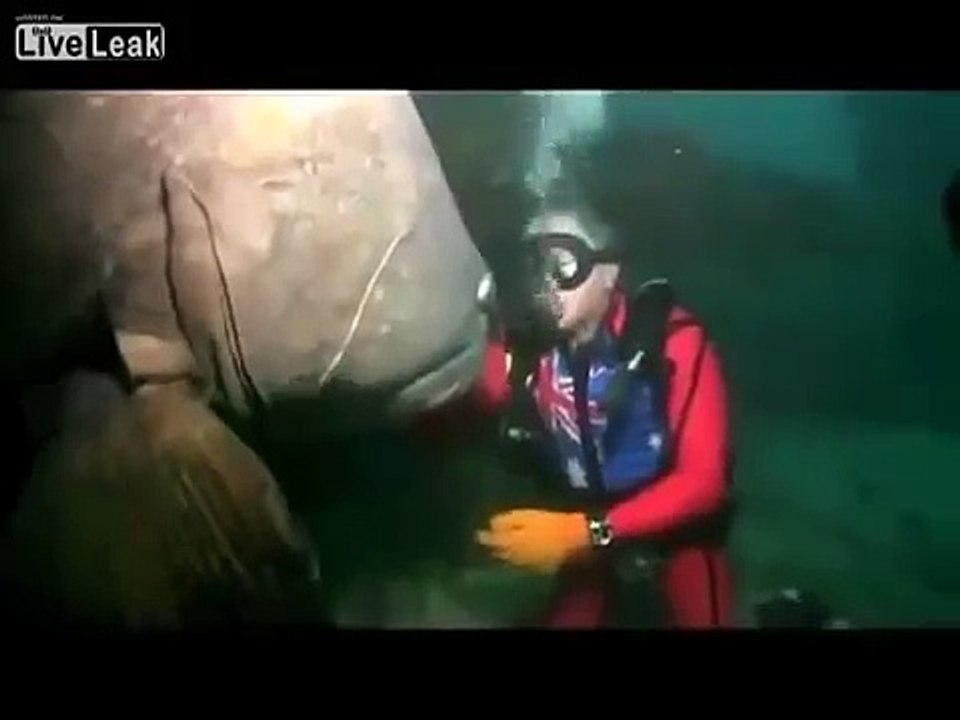 Приколы! Вот это рыбина!))