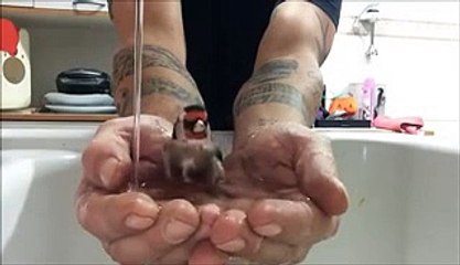 Sparrow taking bath in Hands of a Man