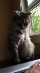 Cat Tries To Use Missing Leg While Playing - Funny Videos
