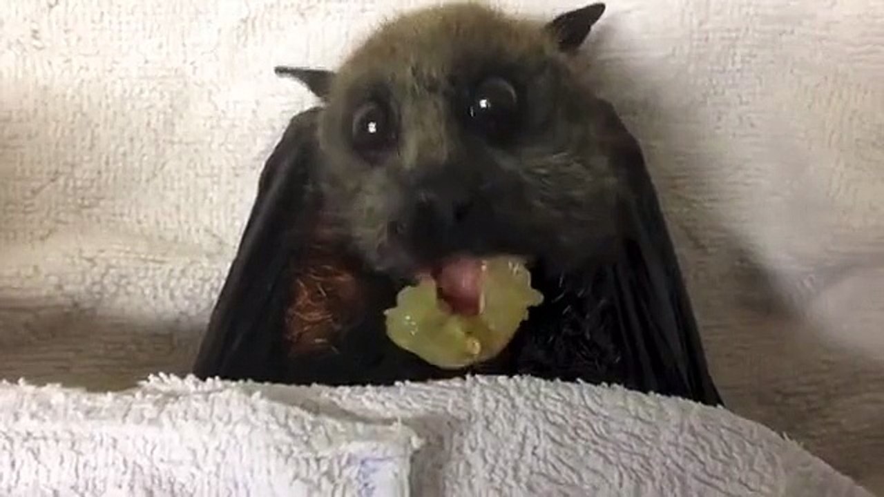 Flying-Fox Bat Eats Grapes - Funny Videos
