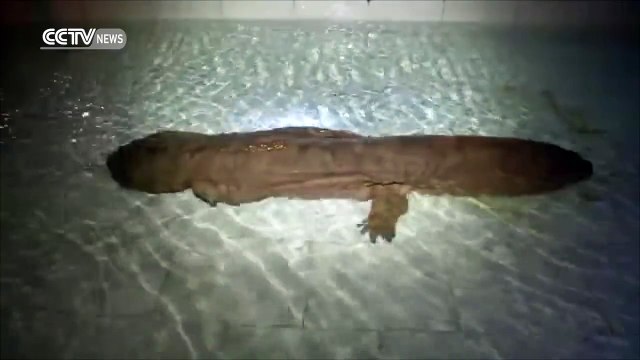 Un salamandre géante de 200 ans découverte