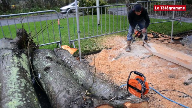 Lannion. David Puech sculpte des arbres abattus à Ker-Uhel