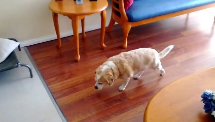 Guilty Dog Walk - Funny Videos