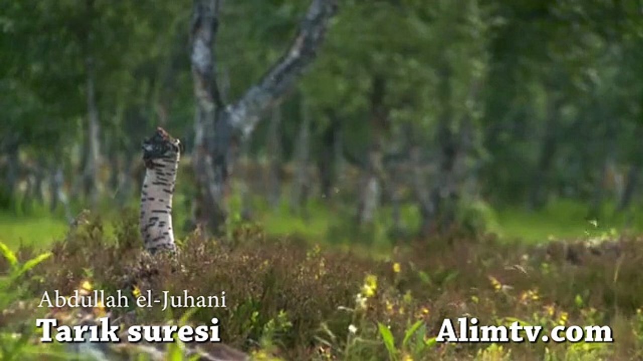 Tarık Suresi Dinle Abdullah el-Juhani