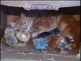 Cat's Love tO Kittens - Turn the enemy into A Friend -H ow This Possible