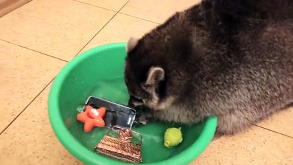 Енот-полоскун прославился на весь ИНТЕРНЕТ тем что постирал телефон своей хозяйки