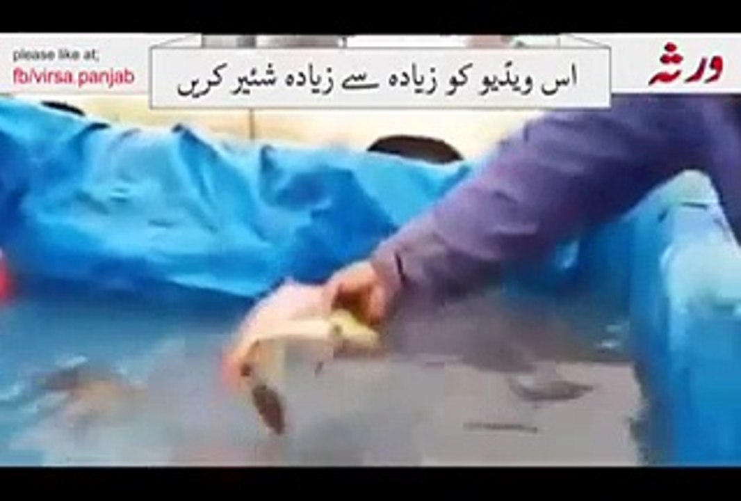 Amazing Fish in the Water