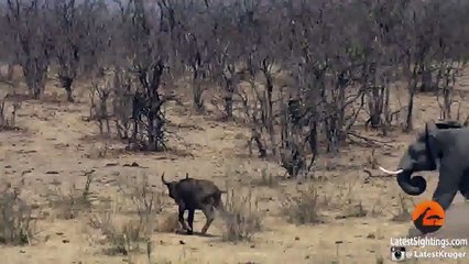 Sinirli Filin Yaşlı Mandaya Saldırması