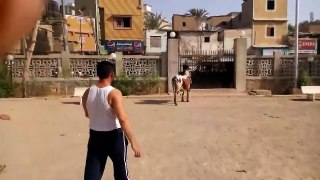 Qurbani Cow Tafree before Eid at queens park Running