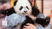 Bei Bei the baby panda struggles to stay awake for his media debut