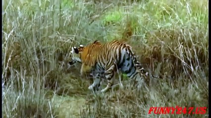 Tiger attack Deer to die - King Forest ☆ Animals Attack