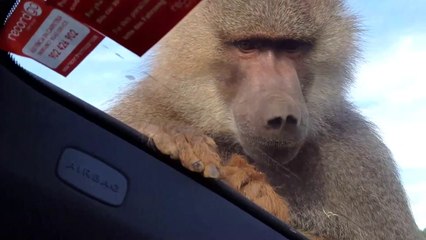 Un singe pisse sur une voiture