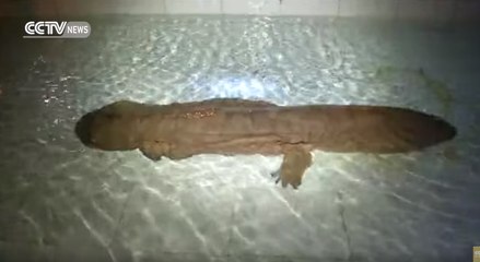 Incroyable : Une salamandre de 200 ans retrouvée vivante