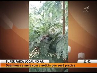 OLHA A COBRA!