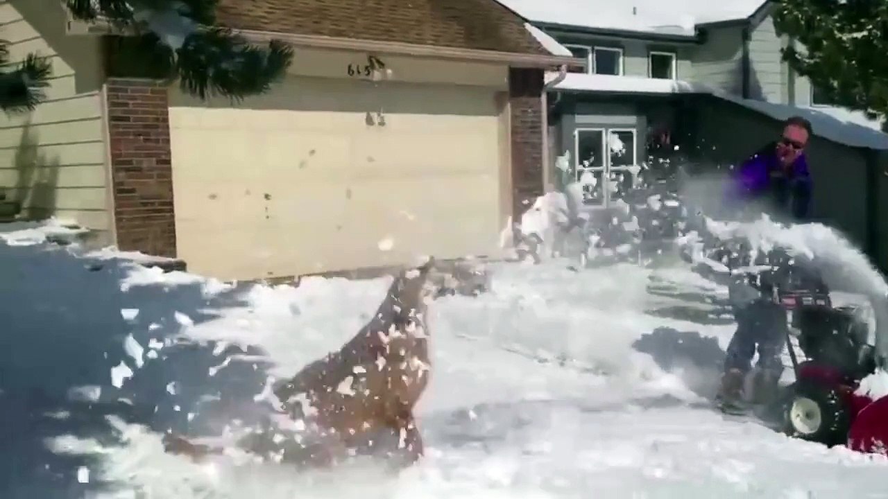 Dogs Discovering best Snow